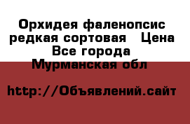 Орхидея фаленопсис редкая сортовая › Цена ­ 800 - Все города  »    . Мурманская обл.